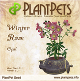 PlantPet Seed [Winter Rose *Opal*]