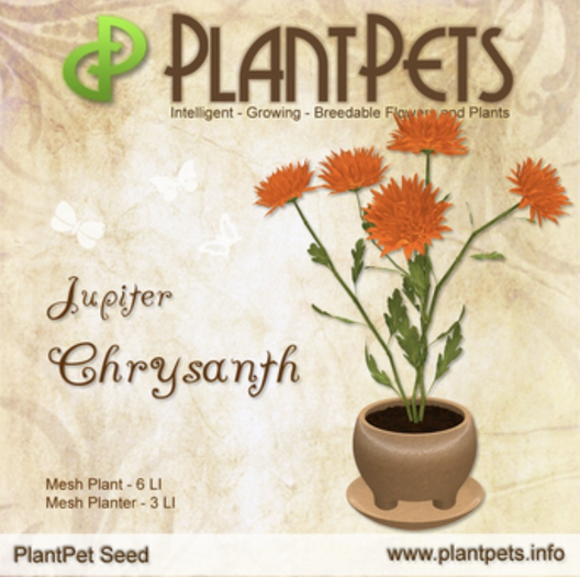 PlantPet Seed [Chrysanth *Jupiter*]