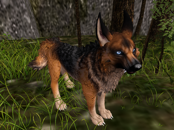 Sl Gsd Second Life Marketplace - Sheppy for TWI Wolf German Shepherd GSD