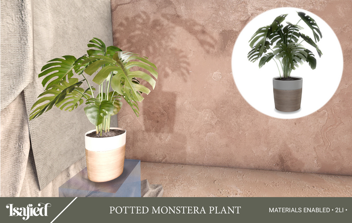 {Isafied} Potted Monstera Plant.