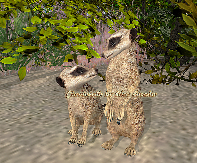 2. Mutresse-Curious Meerkats