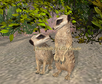 2. Mutresse-Curious Meerkats