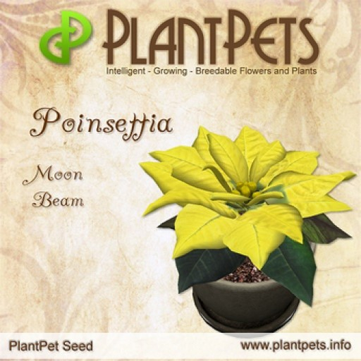PlantPet Seed [Poinsettia *Moon Beam*]