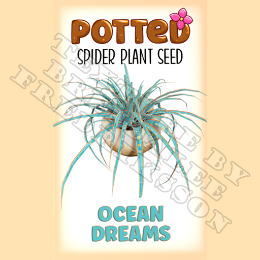 Potted: Spider Plant Seed: Ocean Dreams (ACTUAL PLANT SEED) - Retired!
