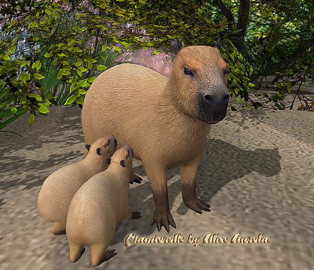 8. Mutresse-Chill Capybaras