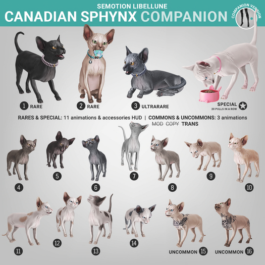 SEmotion Libellune Canadian Sphynx Companion COMMON 11