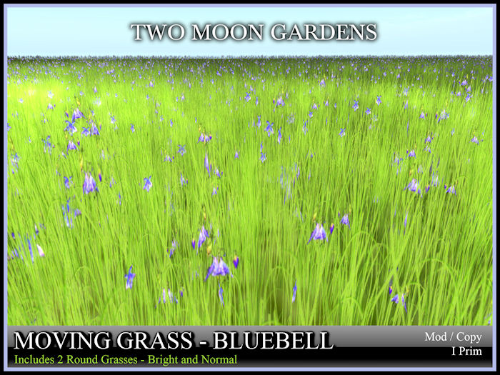 Grass