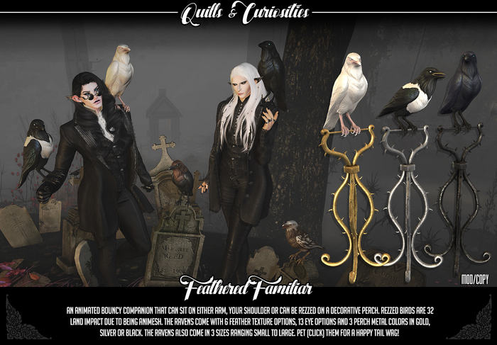 Quills & Curiosities - Feathered Familiar