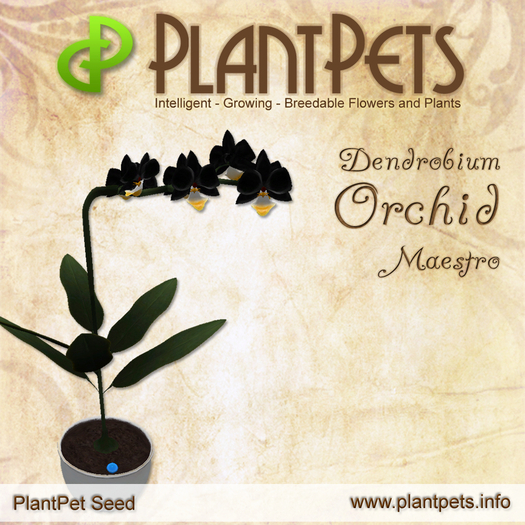 PlantPet Seed [Dendrobium Orchid *Maestro*]