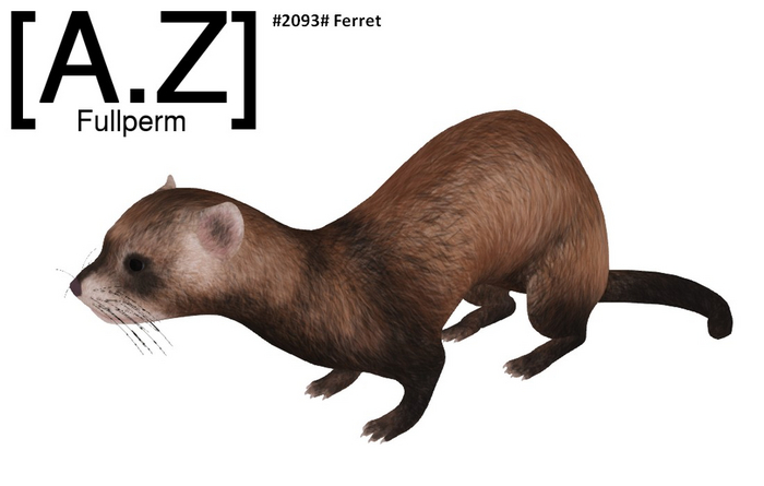 #2093# Ferret #