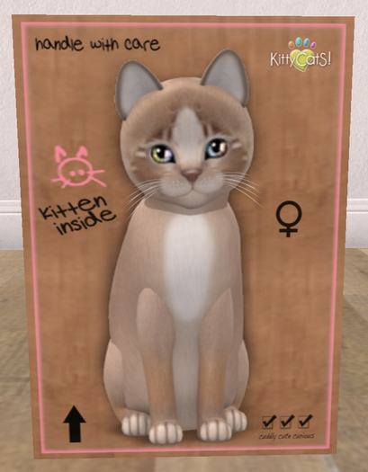 KittyCatS Box - New Born Kitten