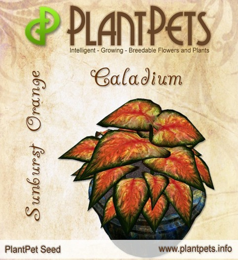 Summer SALE - PlantPet Seed [Caladium *Sunburst Orange*] - RARE ELITE - free breeding - no extra costs