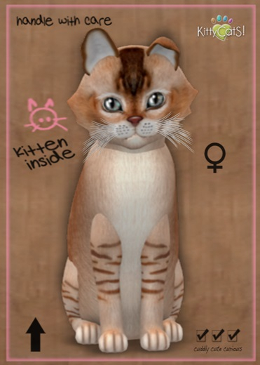 MEGAPUSS FLOOFY: KittyCatS Box - Burmilla - Chocolate Caramel - MegaPuss