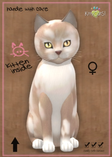 MEGAPUSS: KittyCatS Box - British Shorthair - Cream & White - MegaPuss