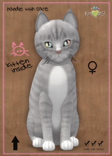 MEGAPUSS: KittyCatS Box - European Shorthair - London Fog - MegaPuss