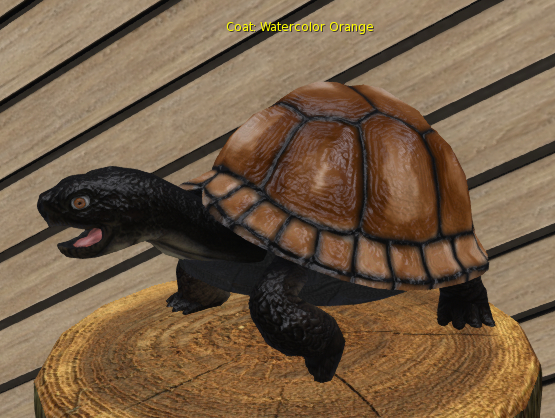 Foxtrot Box Turtle Male Large Watercolor Orange