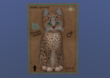 KittyCats Male Cat Kitten Cheetah au Natural Galaxy Orbit