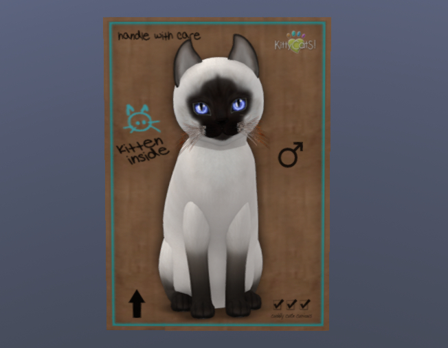 MEGAPUSS KittyCatS Male Cat Kitten Siamese Chocolate