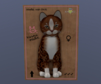 KittyCatS Female Cat Kitten Genesis Ginger 2 Genesis Bronze