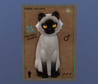 KittyCatS Male Cat Kitten Siamese Seal Fire