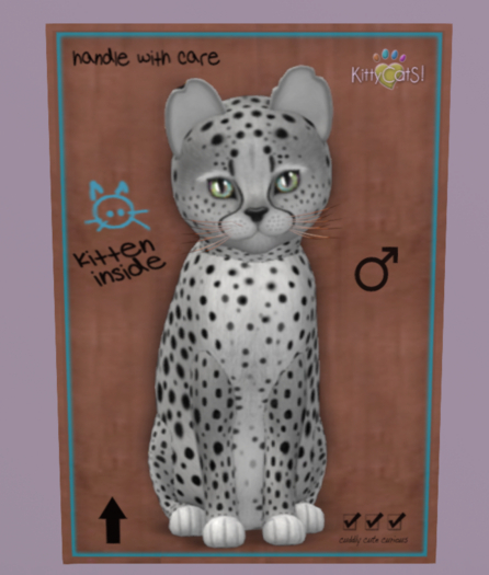 KittyCatS Box - New Born Kitten