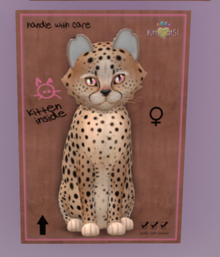 KittyCatS Box - New Born Kitten