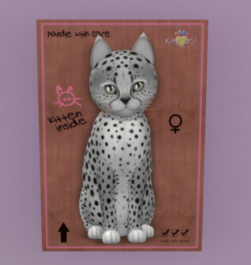 KittyCatS Box - New Born Kitten