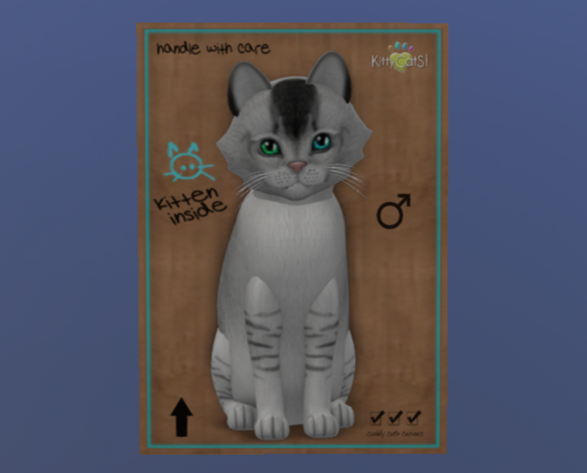 KittyCatS Male Cat Kitten Burmilla Black Silver Shaded