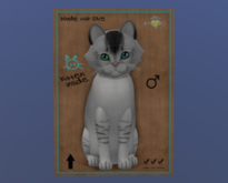 KittyCatS Male Cat Kitten Burmilla Black Silver Shaded