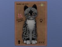 KittyCatS Female Cat Kitten Genesis Bandit 2 Genesis Bronse