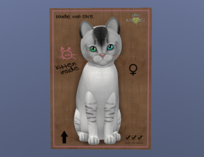 KittyCatS Female Cat Kitten Burmilla Black Silver Shaded