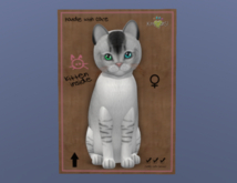 KittyCatS Female Cat Kitten Burmilla Black Silver Shaded