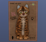 KittyKatS Female Cat Kitten Toyger Caramel Genesis Sunflower