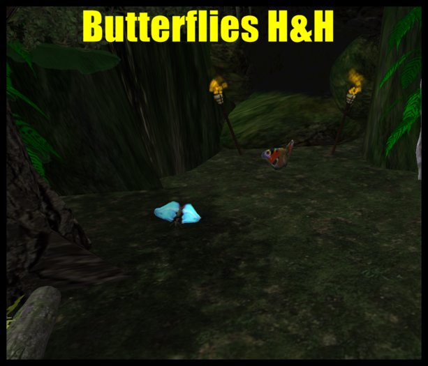 Butterflyes H&H - free roamming pet H&H