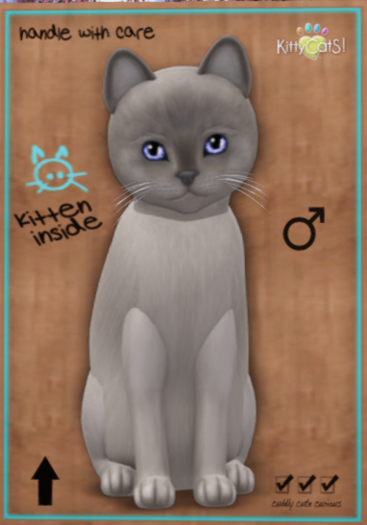 KittyCats - Burmese - Platinum (Male)