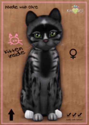 KittyCatS Box - Genesis - Smokey V (Female)