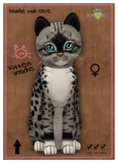 KittyCatS Box - Genesis - Bandit II (male) Sassy