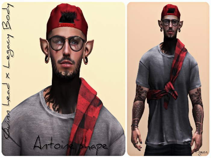 *PIGEON* Antoine Shape