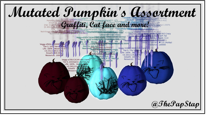 Papillon Mutated Pumpkin pack cat face grafitti and more assort