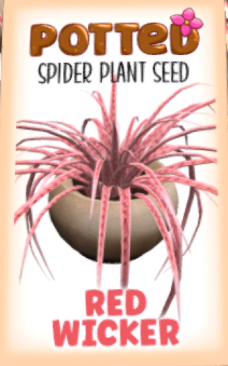Potted: Spider Plant Seed: Red Wicker