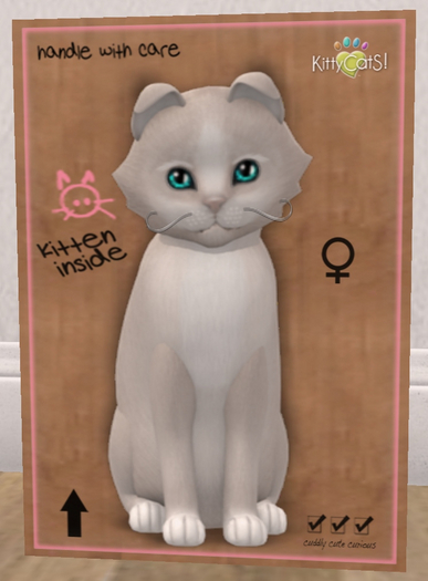 KittyCatS Box - New Born Kitten