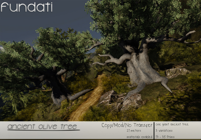 (Fundati) Ancient Olive Tree