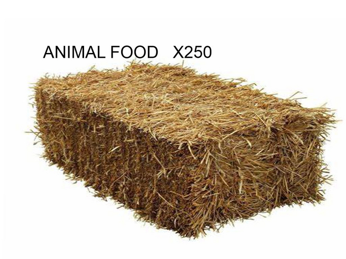 MyStory AnimalFeed x 250
