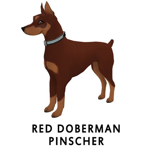 RedDobermannPinscher WHera F