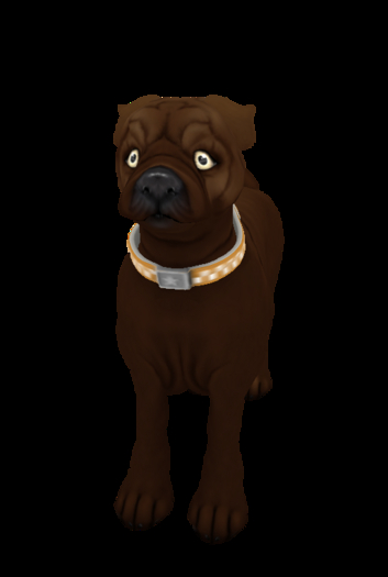 PugSolid choco Wisteria Eyes M