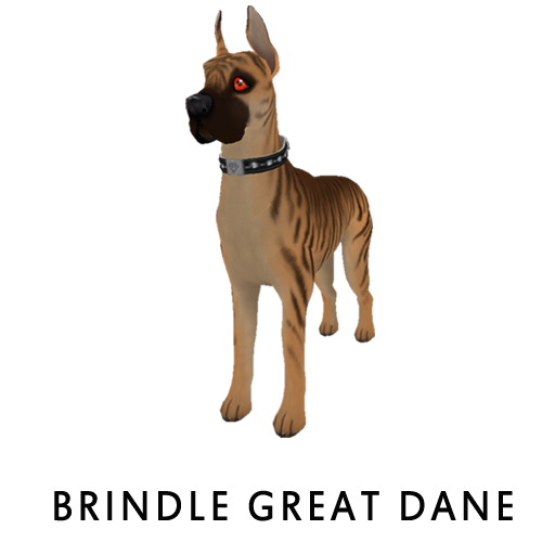 Brindle Great Dane Dionysus pale F