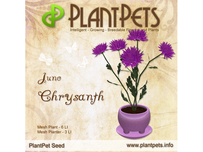 PlantPet Seed [Chrysanth *Juno*]