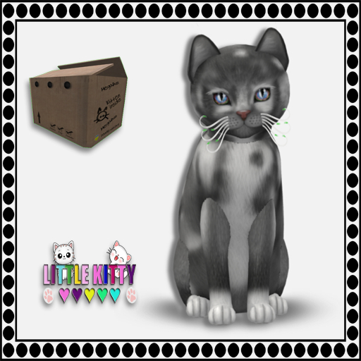 KittyCatS Box - 9T European Shorthair - Grey & White No. 1 M
