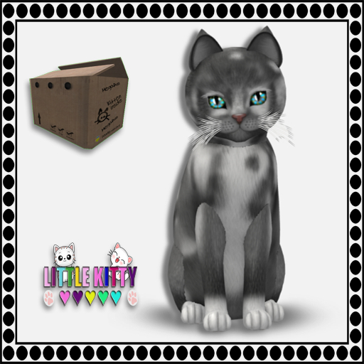 KittyCatS Box - 9T European Shorthair - Grey & White No. 1 F