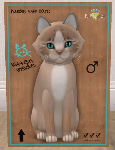 KittyCatS Box - New Born Kitten